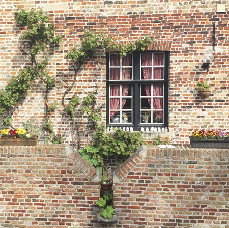 Facade of a typical house in Bruges, in Belgium. The walls are exposed brick, with plants climbing up the walls. Curtains are observed through the window panes.の写真素材