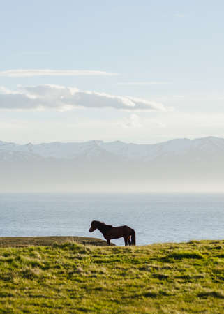 Close up/detailed view of head of beautiful brown Icelandic pony horse looking straight to the camera.の写真素材