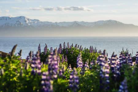 Blooming violet/purple Lupine flowers and snow covered mountains on background while sunset. Scenic panorama view of Icelandic landscape. HÃºsavÃ­k, North Iceland.の写真素材