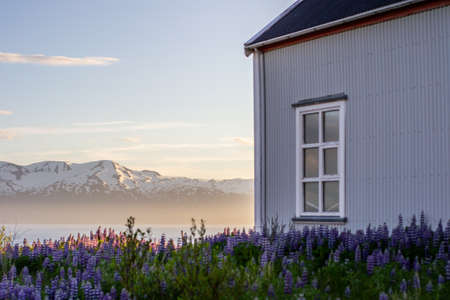 View of traditional icelandic/nordic farm house surrounded by violet blooming Lupins flowers. Snow covered mountains in sunset light on background. Iceland landscape.の写真素材