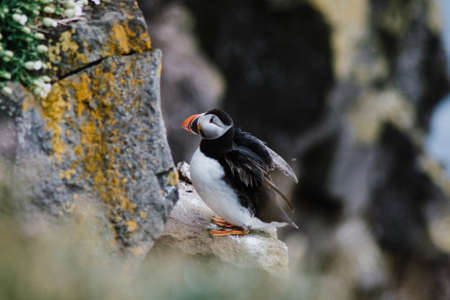 Close up/detailed portrait view of Arctic or Atlantic Puffin bird. Latrabjarg cliff, Westfjords, Icelandの写真素材