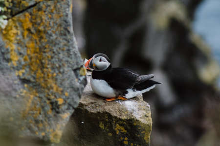 Close up/detailed portrait view of Arctic or Atlantic Puffin bird. Latrabjarg cliff, Westfjords, Icelandの写真素材