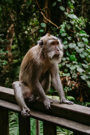 Sacred Monkey Forest Ubud. Animal/wildlife concept. View of the macaque monkey holding Bali Indonesia. Tourist popular attraction/destination.の写真素材