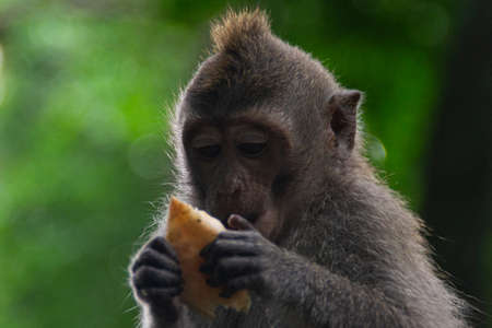 Sacred Monkey Forest Ubud. Animal/wildlife concept. View of the macaque monkey holding Bali Indonesia. Tourist popular attraction/destination.の写真素材