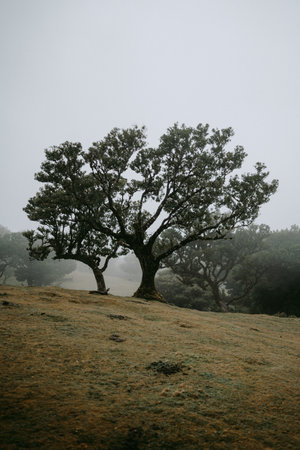 Landscape view of a tree on a foggy dayの写真素材
