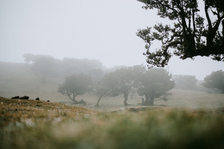 Foggy landscape in the Sierra de Guadarrama National Park, Madrid, Spainの写真素材