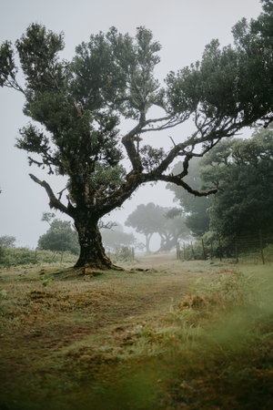 Old oak tree in foggy meadow. Vintage style photo.の写真素材