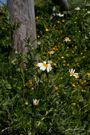Daisy, spring season in Italyの写真素材