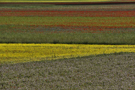 Beautiful fields full of colors during lentils flowering in Castelluccio di Norciaの写真素材