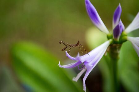 Praying mantis.の写真素材