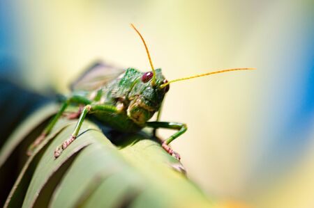 In the banana leaf.の写真素材