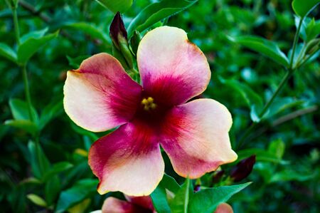 Pinwheel in bloom.の写真素材