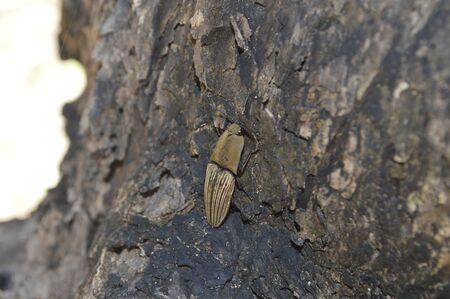 Only fresh water is missing, shade already has.の写真素材