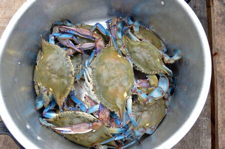 Blue crab.の写真素材