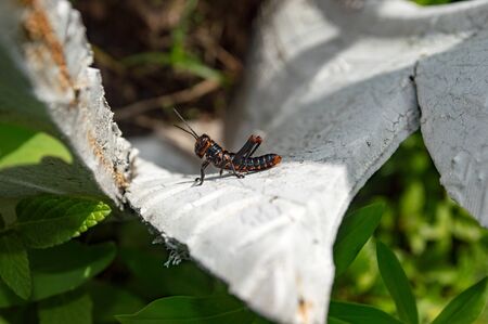 grasshopper soldier enchanting the school yardの写真素材