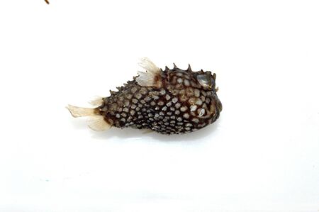 Side View of Puffer Fish Sandpaperの写真素材