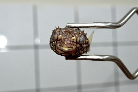 Fish Puffer Fish Front Viewの写真素材