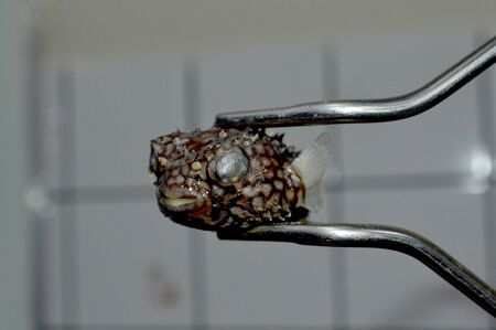 Side View of Puffer Fish Sandpaperの写真素材