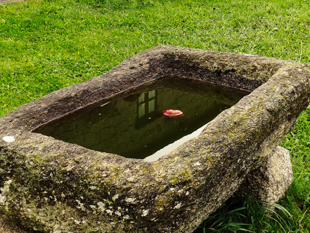 An apple floating in the water of an animal trough