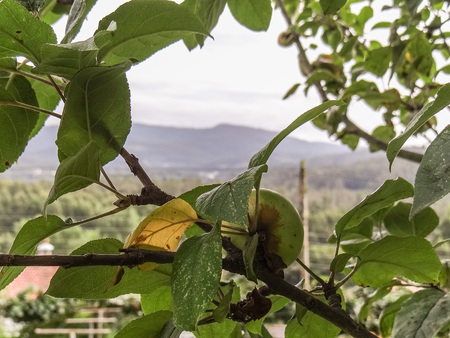 An apple on the tree waiting to be pickedの写真素材