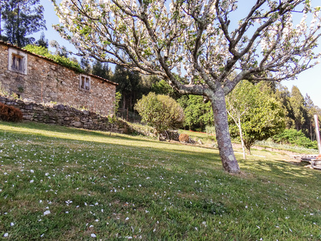 An Abandoned house behind of a apple treeの写真素材