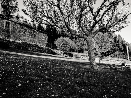 An Abandoned house behind of a apple treeの写真素材