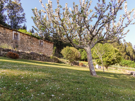An Abandoned house behind of a apple treeの写真素材