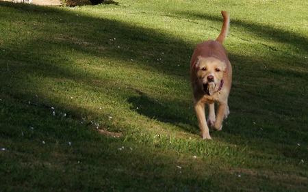 A dog playing with a stone in a grass fieldの写真素材