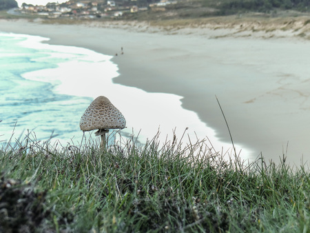 Observing the beach of Doninos beach after a mushroomの写真素材