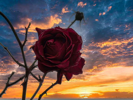 Image of a rose captured on a day with sun and cloudsの写真素材