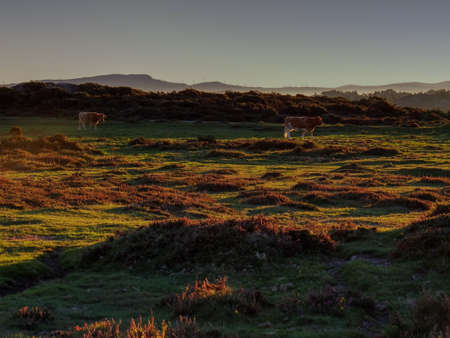 Image of the sunrise in the forgoselo parkの写真素材