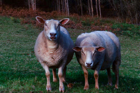 Image of a Sheeps in Santa Marina, Galicia, Spainの写真素材