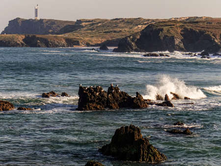 Image of a group of seagulls on the river beach. Meiras, ValdoviÃ±o, Spain.の写真素材
