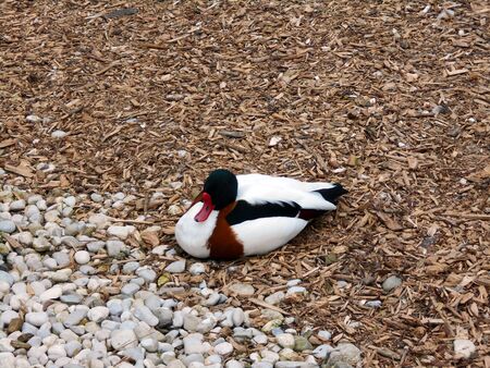 Duck sitting on the shore