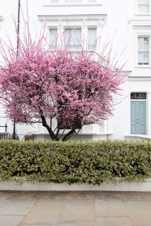 Portland Road, Notting Hill, London, England, United Kingdom - March 05 2021 Tree blossoming during Spring in W11 4LQ - Editorial Use Onlyのeditorial素材
