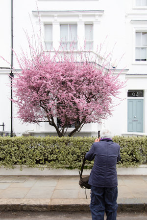 Portland Road, Notting Hill, London, England, United Kingdom - March 05 2021 Elderly taking a photo at a tree blossoming during Spring in W11 4LQ - Editorial Use Onlyのeditorial素材