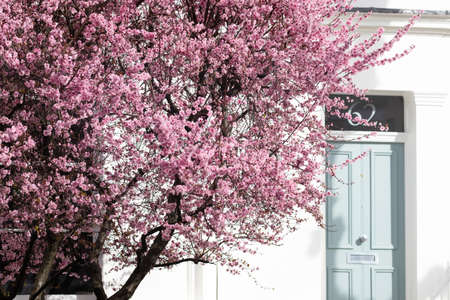 Portland Road, Notting Hill, London, England, United Kingdom - March 05 2021 Tree blossoming during Spring in W11 4LQ - Editorial Use Onlyのeditorial素材