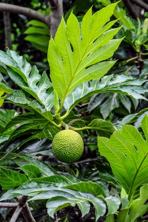 Breadfruit in his tree の写真素材