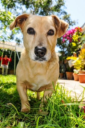Brown dog playing in an exuberant gardenの写真素材