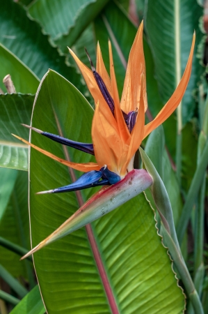 Strelitzia reginae or paradise bird flower is the official flower of the city of Los Angelesの写真素材