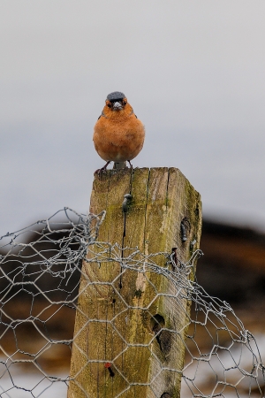 The Common Chaffinch or Fringilla coelebs, also called by a wide variety of other names, is a small passerine bird in the finch family Fringillidae の写真素材