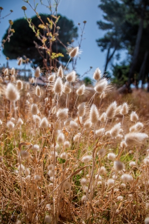 Hare´s tale,bunnytale or lagurus ovatus is a plant native to shores of mediterranean region It´s cultivated as an ornamental in North Americaの写真素材