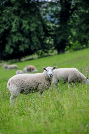 A flock of sheeps quietly in a meadow of Scotlandの写真素材