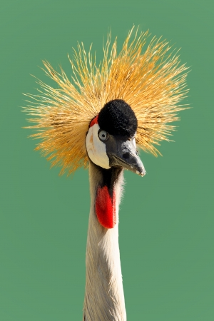 Grey crowned crane or Balearica regulorumの写真素材