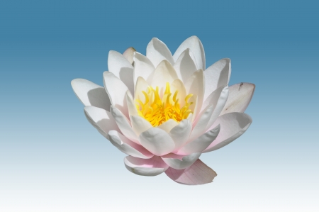 White water lily flower or nymphaeaceaeの写真素材