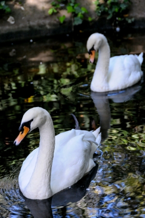 A couple of swans in their lakeの写真素材