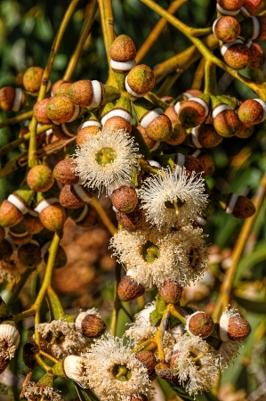 The most readily recognisable characteristics of eucalyptus species are the distinctive flowers and fruit The capsules are roughly cone-shaped and have valves at the end which open to release the seedsの写真素材
