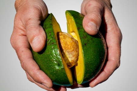 Hands with an open avocado in wich we can see the big seedの写真素材