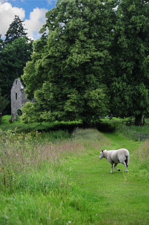 Sheep walking for a path in the green fields of Scotlandの写真素材