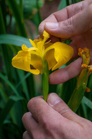 Hands showing the hidden stamen of the flower Iris pseudacorus  yellow flag, yellow iris, water flag  is a species in the genus Iris, of the family Iridaceae  It is native to Europe, western Asia and northwest Africaの写真素材